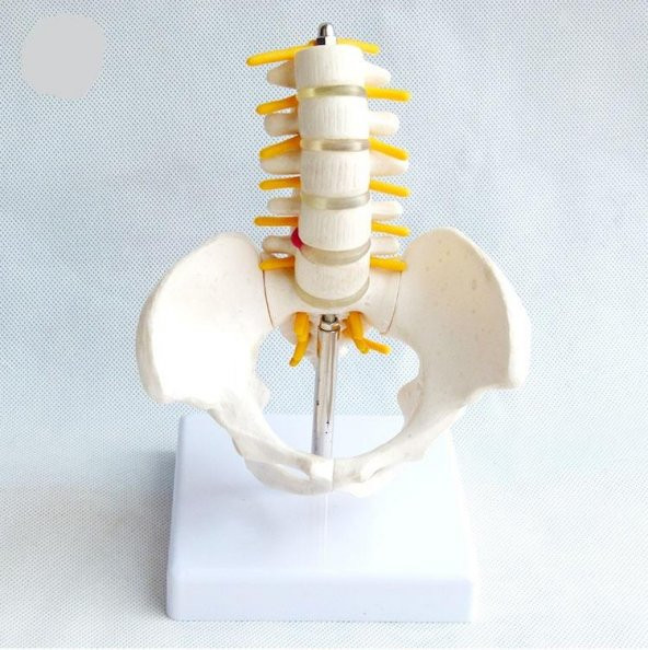 Omurga Pelvis Maketi Model 25 - Resim 2