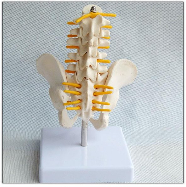 Omurga Pelvis Maketi Model 25 - Resim 3