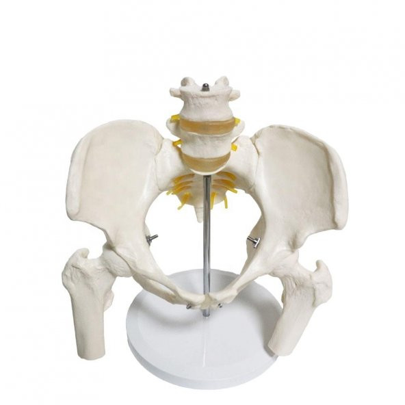 Omurga Pelvis Maketi Model 24 ürün görseli 1