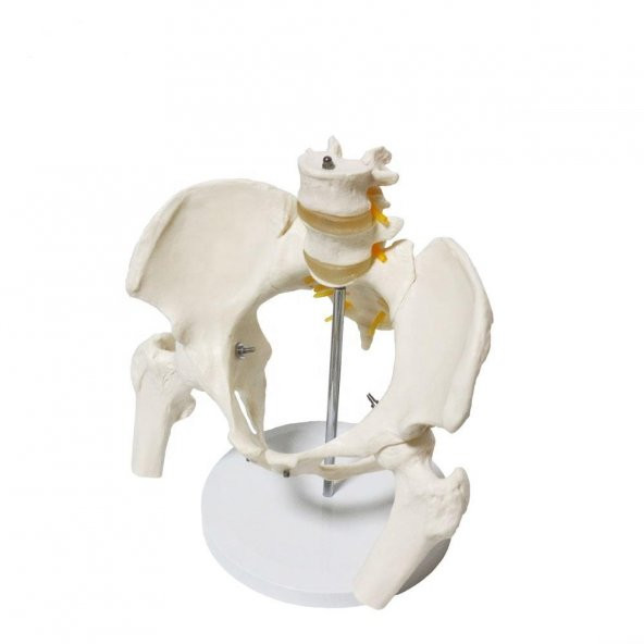 Omurga Pelvis Maketi Model 24 - Resim 2