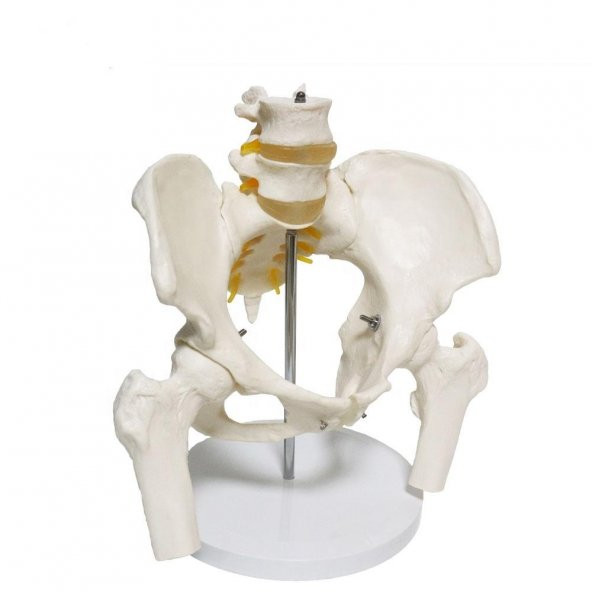 Omurga Pelvis Maketi Model 24 - Resim 3