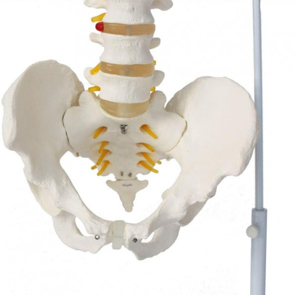 Omurga Maketi 85 cm Model 15 - Resim 2