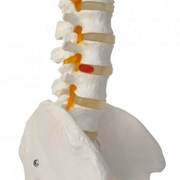 Omurga Maketi 85 cm Model 15 - Resim 4