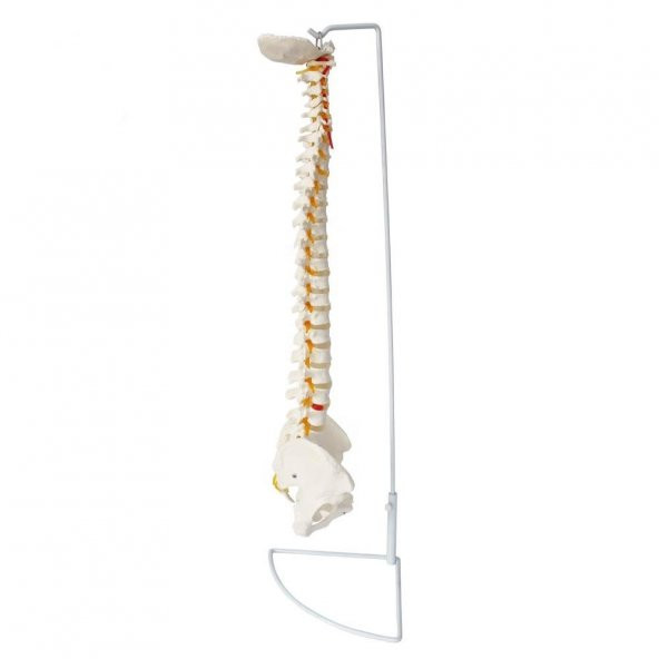 Omurga Maketi 85 cm Model 15 - Resim 5