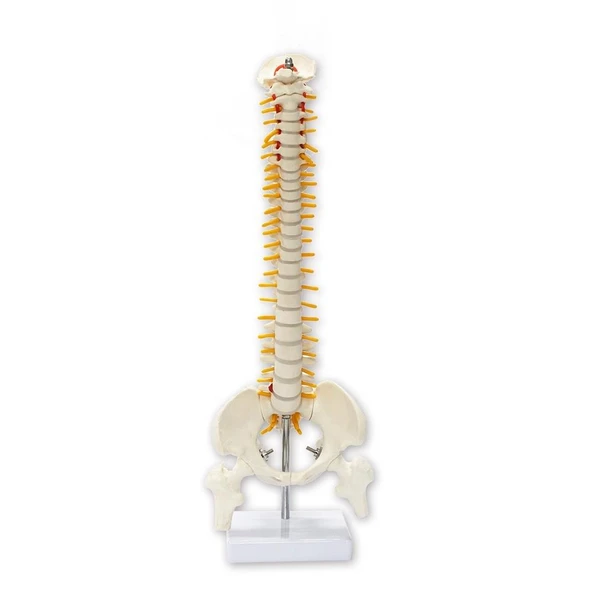 Omurga Maketi 45 cm Model 13 ürün görseli 1