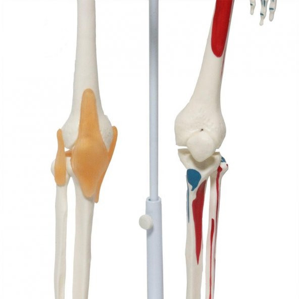 Tam İskelet Maketi 85 cm Model 9 - Resim 3