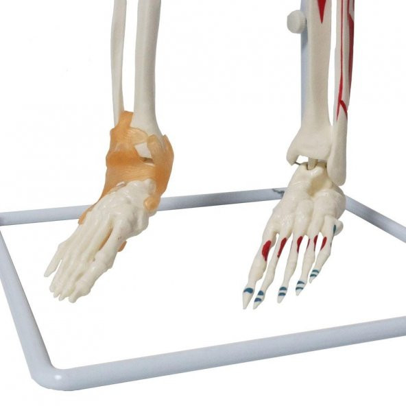 Tam İskelet Maketi 85 cm Model 9 - Resim 5