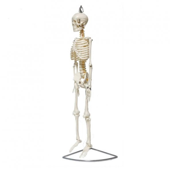 Tam İskelet Maketi 85 cm Model 6 - Resim 2
