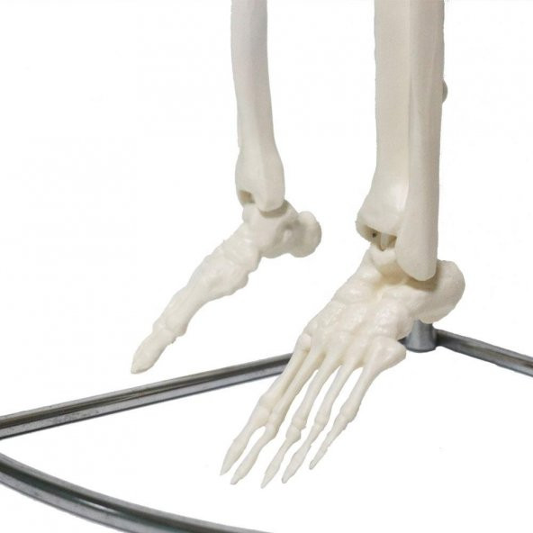 Tam İskelet Maketi 85 cm Model 6 - Resim 4