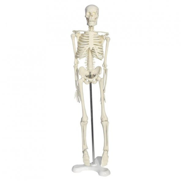 Tam İskelet Maketi 45 cm Model 4 ürün görseli 1