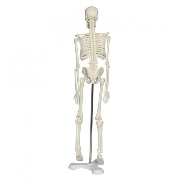 Tam İskelet Maketi 45 cm Model 4 - Resim 3