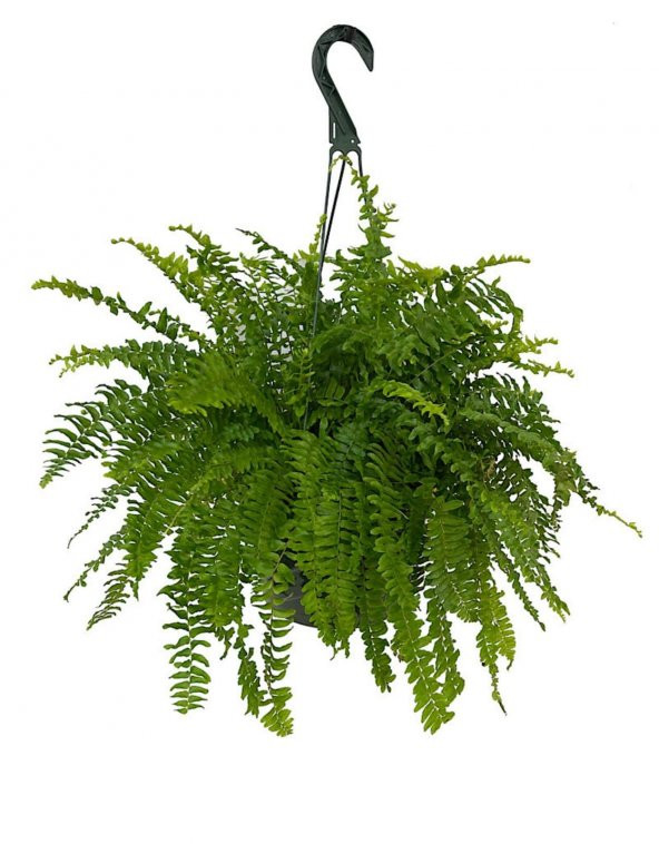 Aşk Merdiveni Nephrolepis 20-30 cm ürün görseli 1