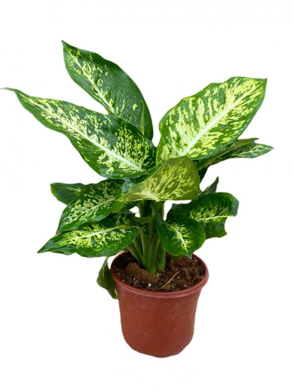 DİFENBAHYA BİTKİSİ-Dieffenbachia Camilla 30-40 cm ürün görseli 1