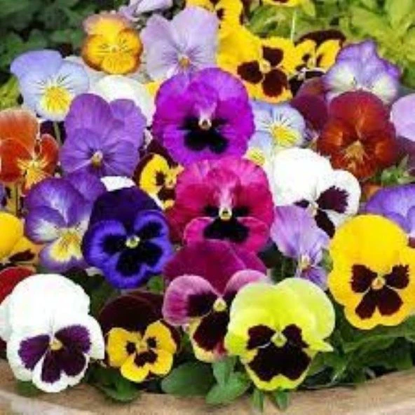 HERCAİ MENEKŞE (VIOLA TRICOLOR) TOHUMU 100 ADET ürün görseli 1