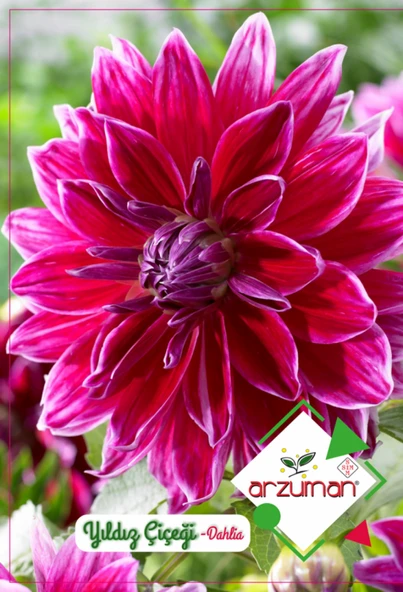YILDIZ ÇİÇEĞİ ( DAHLIA) 30 ADET ürün görseli 1