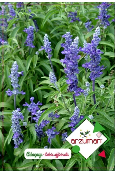 ADAÇAYI (SALVIA) TOHUMU 50 ADET ürün görseli 1