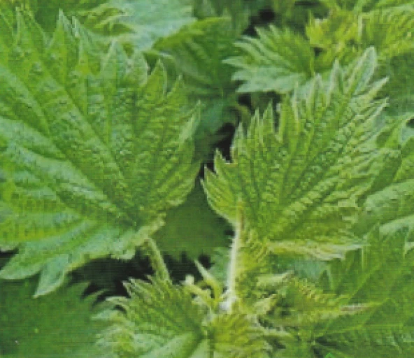 ISIRGAN OTU TOHUMU (50 ADET) ürün görseli 1