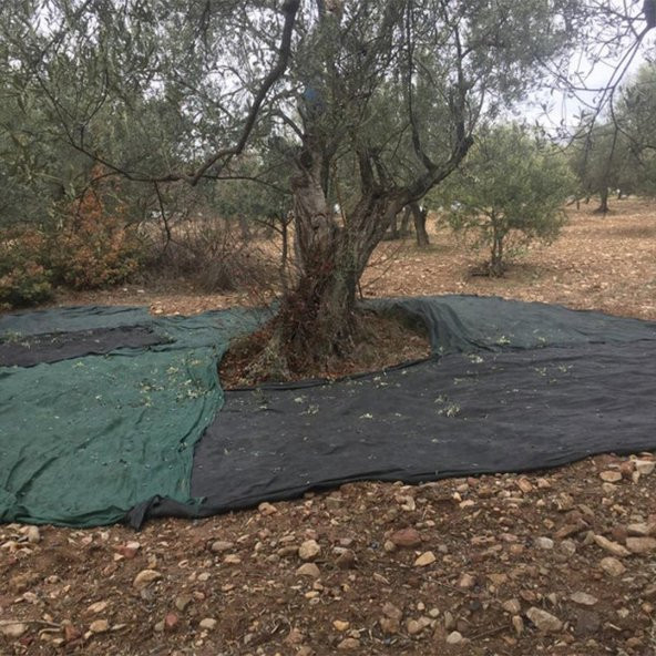 6X2 METRE ZEYTİN SERGİSİ ZEYTİN TOPLAMA FİLESİ FINDIK FISTIK ÖRTÜSÜ 75 GÖLGELİK DUT MEYVE SERGİSİ TABAN ÖRTÜSÜ ürün görseli 1