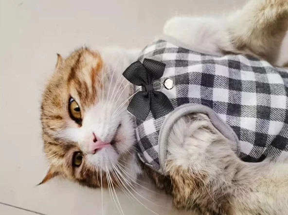 Papyonlu Köpek Göğüs Tasması Medium - Resim 8
