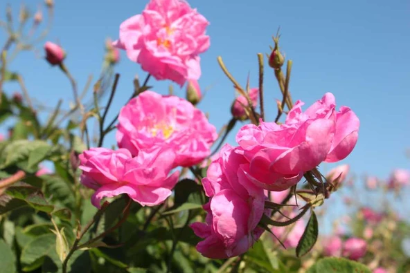 Geleneksel Kokulu Reçellik Pembe Isparta Yağ Gülü Fidanı 15-25 Cm ürün görseli 1