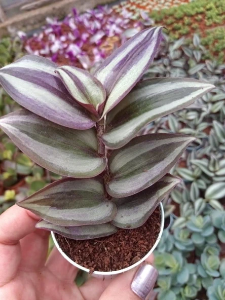 Saksılı Alacalı Kahve Yeşil Zebrina Telgraf Çiçeği 10-20 Cm ürün görseli 1