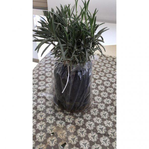 Bahçe Tipi Lavanta Fidanı 5 Adet 15-25 Cm İntermedia ürün görseli 1
