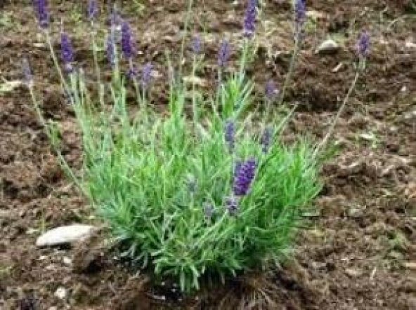 Saksı Tipi Lavanta Fidanı 10 Adet 5-15 Cm İntermedia ürün görseli 1