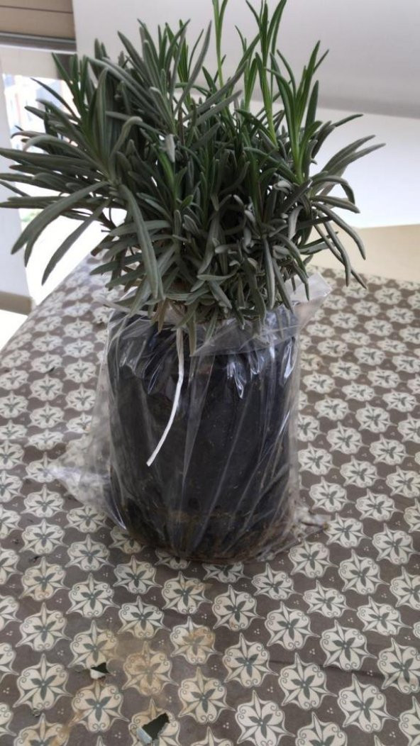 Bahçe Tipi Lavanta Fidanı 4 Adet 15-25 Cm İntermedia ürün görseli 1