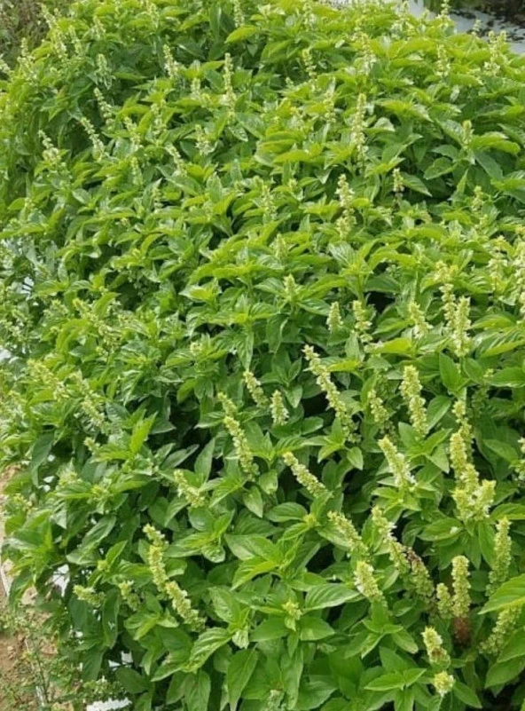 Yerli Ata Tohumu Limon Fesleğen 50 Adet ürün görseli 1