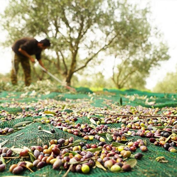 3X6 METRE ZEYTİN SERGİSİ ZEYTİN TOPLAMA FİLESİ FINDIK FISTIK ÖRTÜSÜ GÖLGELİK DUT MEYVE SERGİSİ TABAN ÖRTÜSÜ ürün görseli 1