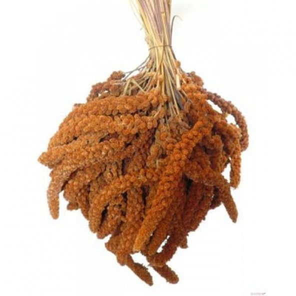 Doğal Dal Darı Kızıl Dal Darı Standart Boy 160 Gr ürün görseli 1