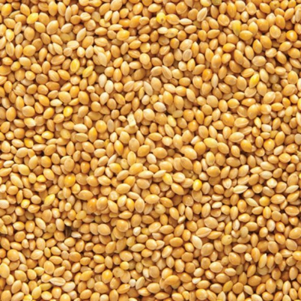 Muhabbet Kuşu Yemi Sade Ak Darı Açık Lüx 25 kg ürün görseli 1