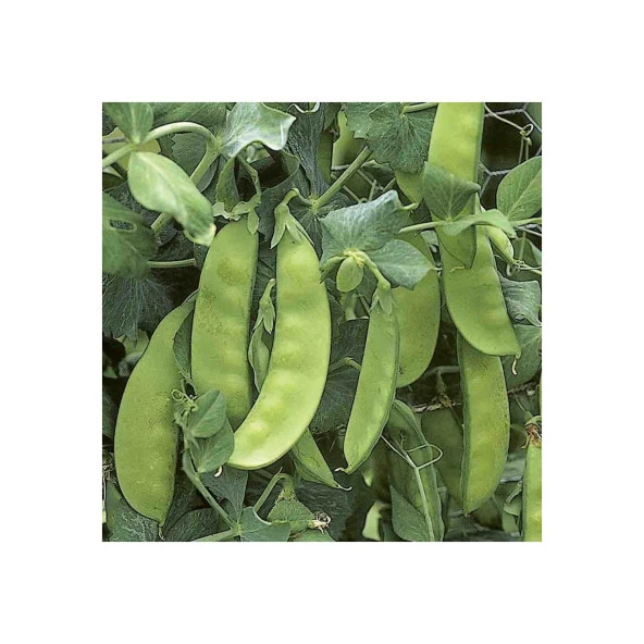 Yerli Ata Tohumu Yaprak Bezelye 25 Gr ürün görseli 1