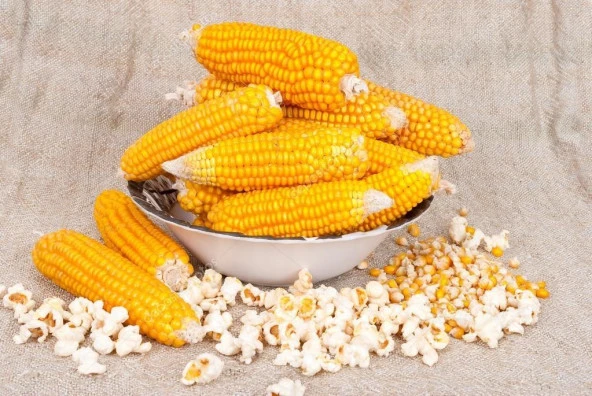 Yerli Ata Tohumu Patlayan Mısır 25 Gr ürün görseli 1