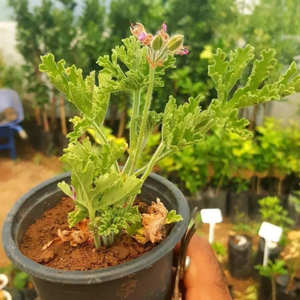 Portakal Aromalı Itır Çiçeği (Özel Üretim Sero Cinsi) ürün görseli 1