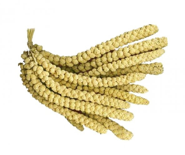 Doğal Dal Darı Sarı Dal Darı 1 Kg ürün görseli 1