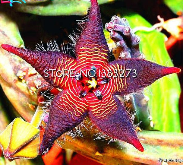 25 ADET STAPELIA TOHUMU MOR PURPLE ürün görseli 1