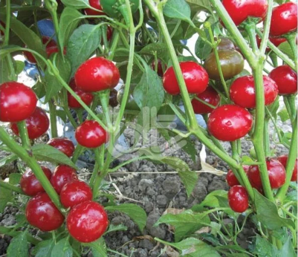 Yerli Ata Tohumu Acı Fındık Biber 25 Adet ürün görseli 1