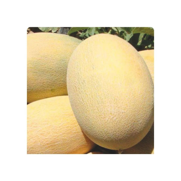 Yerli Ata Tohumu Ananas Kavun 10 Adet ürün görseli 1