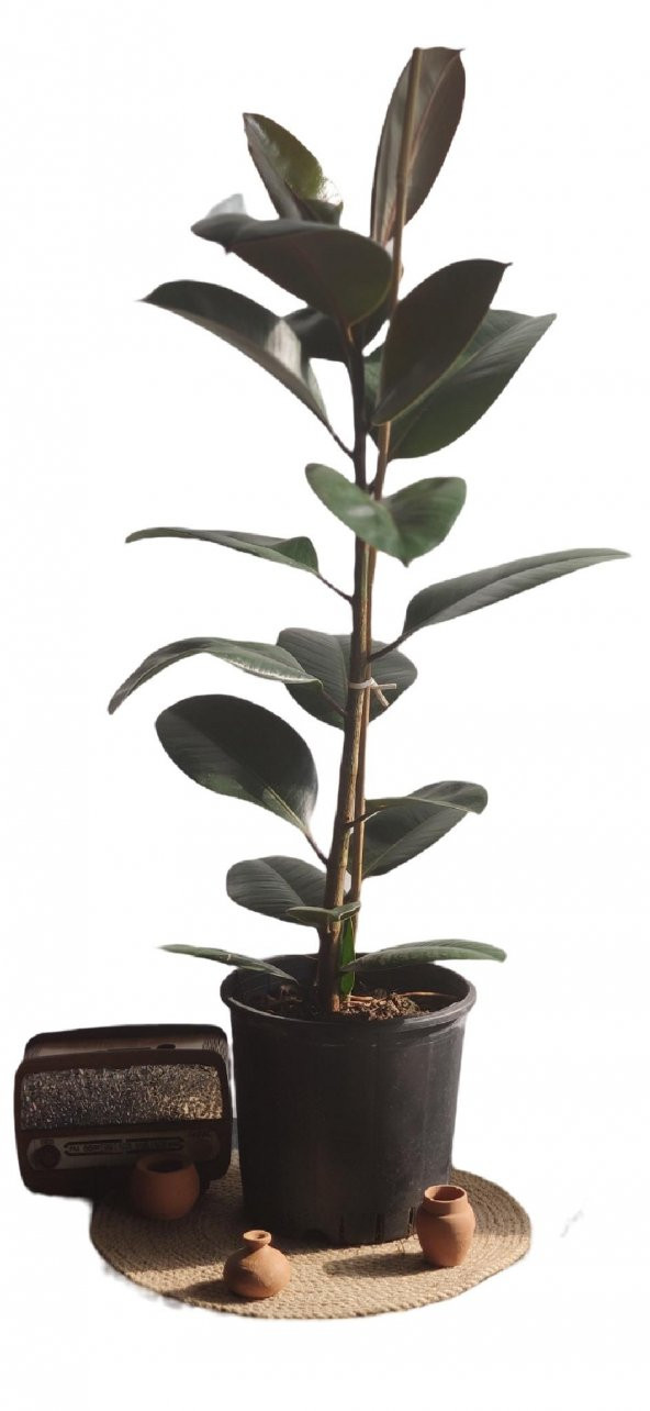 KAUCUK YEŞİL 70 CM ürün görseli 1