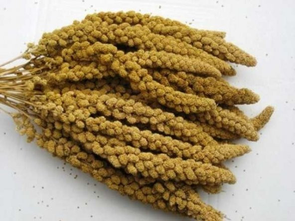 500 Gr.Kızıl Dal Darı muhabbet Yemi Hint Bülbülü Doğa Yemi. ürün görseli 1