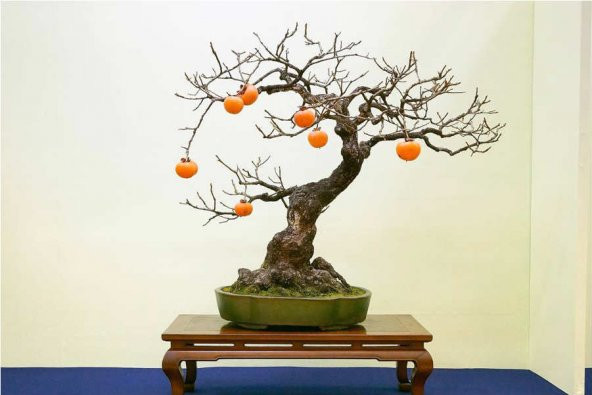 10 ADET BODUR TRABZON HURMASI TOHUMU BONSAI CENNET ELMASI  trabzon hurması cennet elması bodur ürün görseli 1
