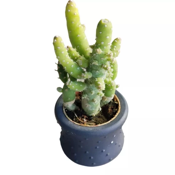Hediyelik Kaktüs Opuntia Subulata (5.5 cm Beton Saksı HEDİYELİ) ürün görseli 1