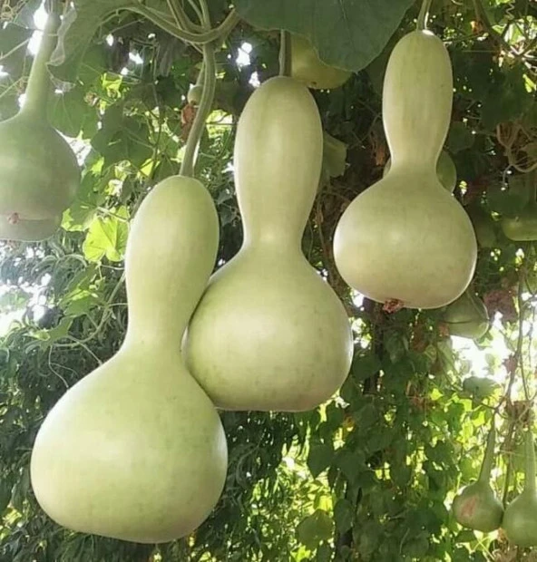 Yerli Ata Tohumu Su kabağı 2 Adet ürün görseli 1