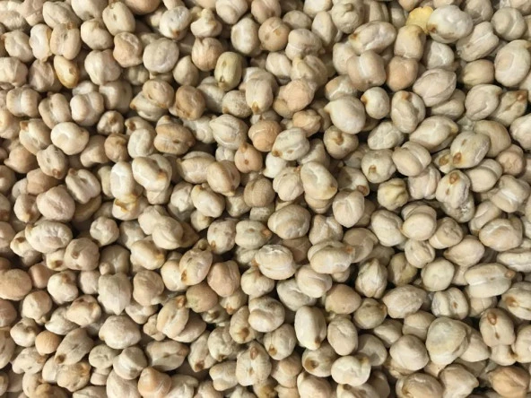Yerli Nohut Tohumu 500 Gr ürün görseli 1