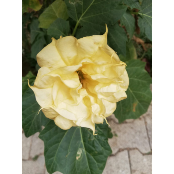 Sarı Datura çiçeği tohumu ürün görseli 1