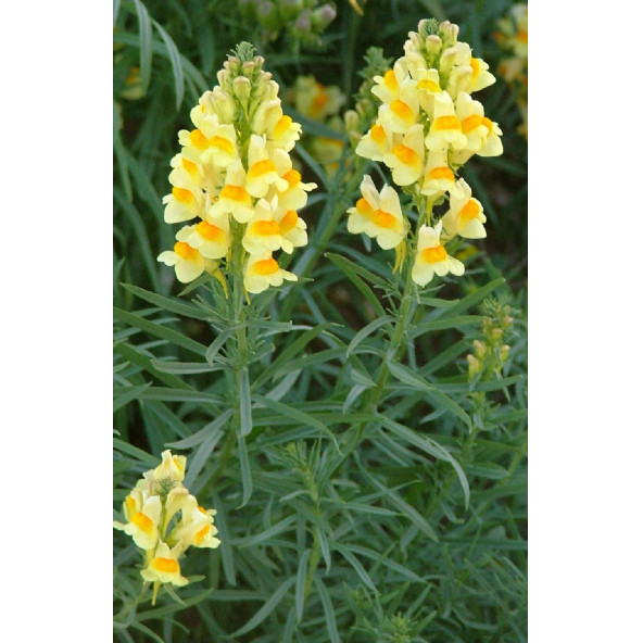 vulvaris spp.linaria vulvaris tohum ürün görseli 1