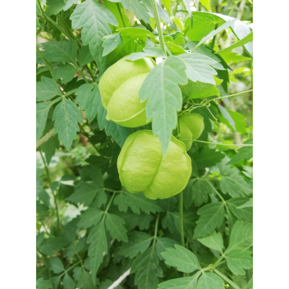 Balon çiçeği tohumu ürün görseli 1