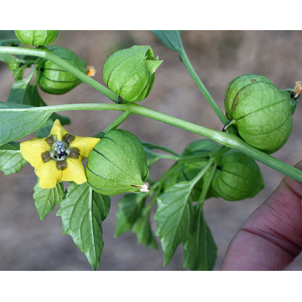 Tomatillo Tohumu ürün görseli 1