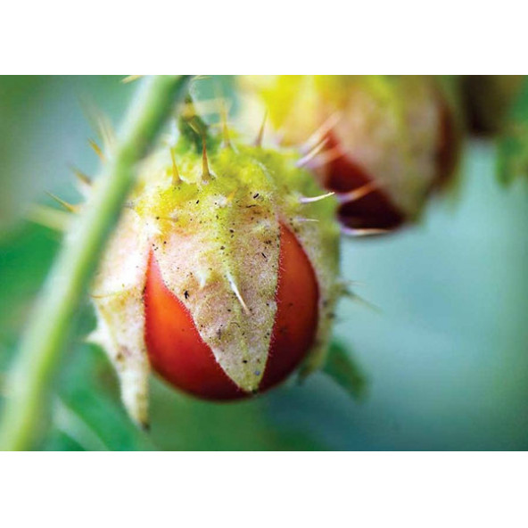 Dikenli Domates litchi tohum ürün görseli 1